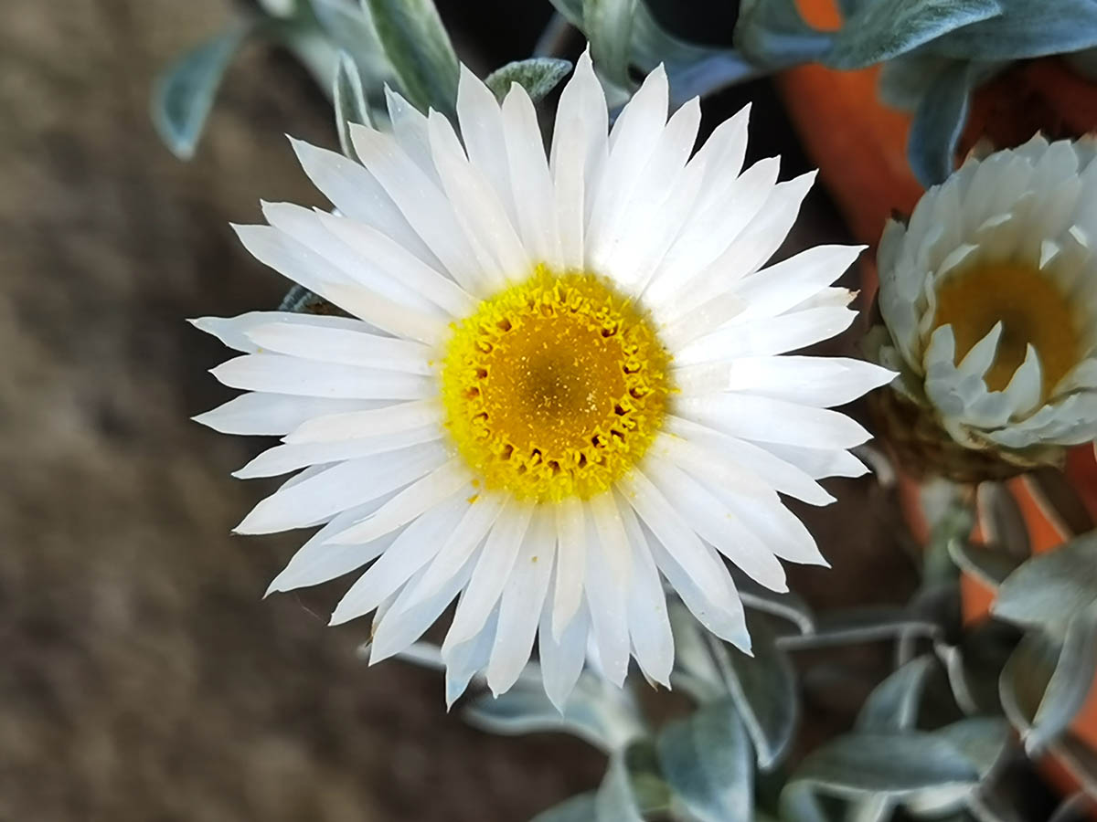 Helichrysum retortum photo